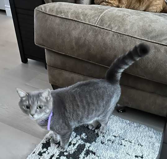 Photo of Mr. Grey