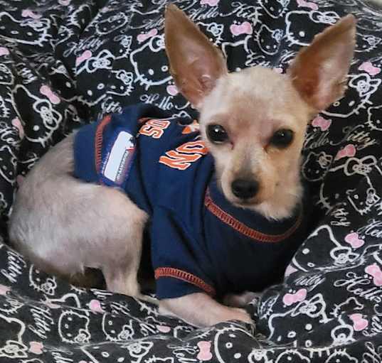 Photo of Kirby
