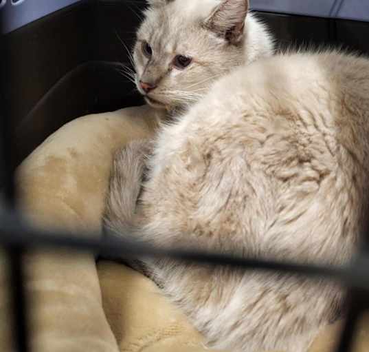 Photo of Snowball