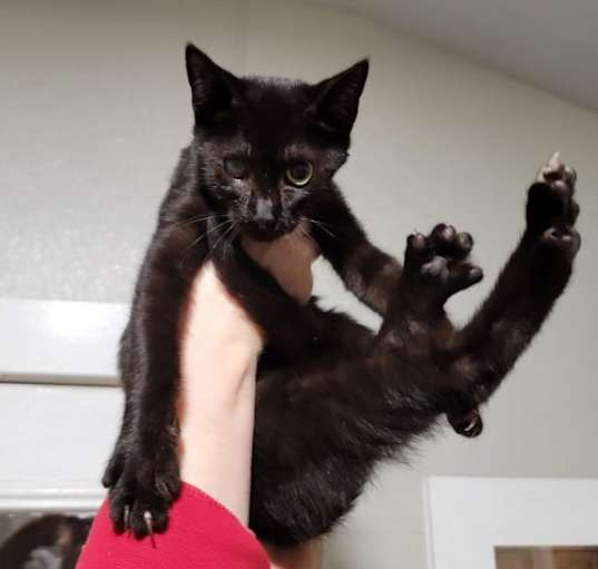 Photo of BiddyBop