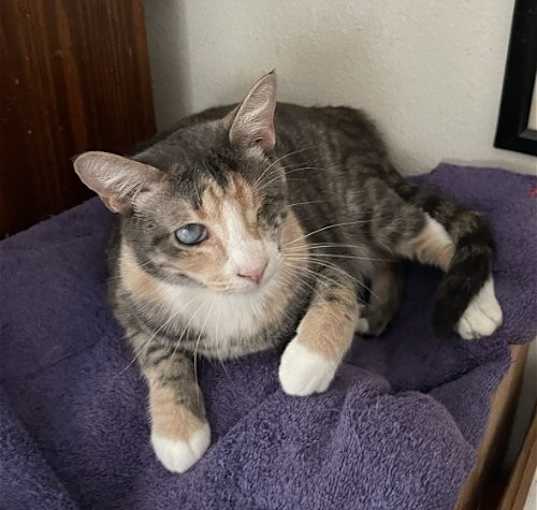 Photo of Blossom the Beautiful diluted Calico