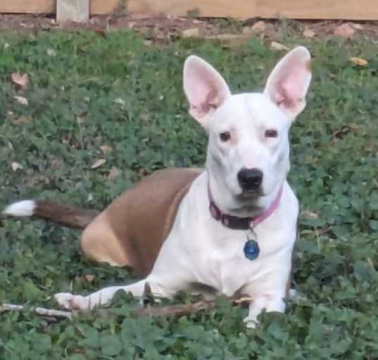 Photo of Roo