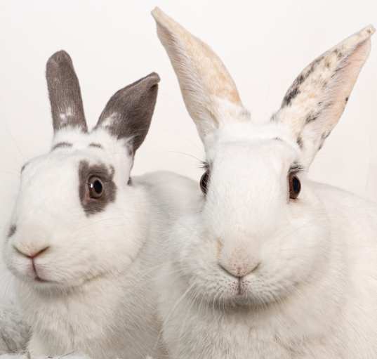 Photo of Sweetberry / Moonberry