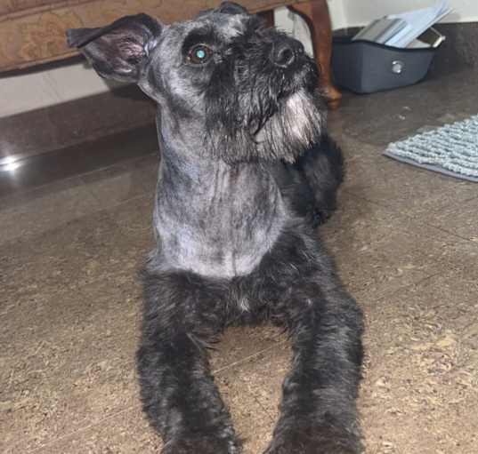 Photo of Beau