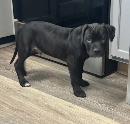 Photo of Onyx