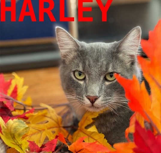 Photo of Harley