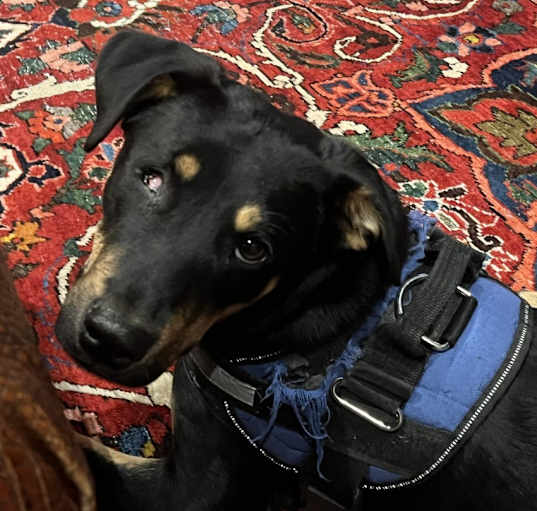 Photo of Puppy