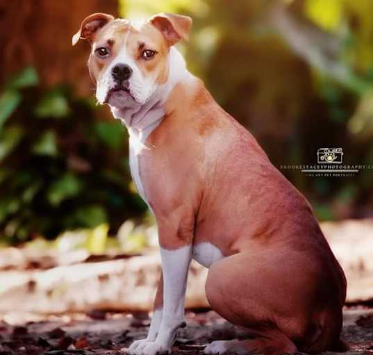 Photo of Charlie Girl