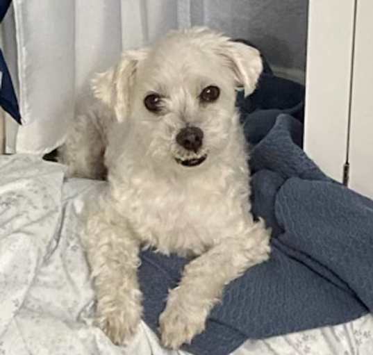 Photo of Skipper - Maltese cutie