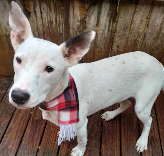 Photo of Alpine