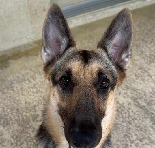 Photo of Bella