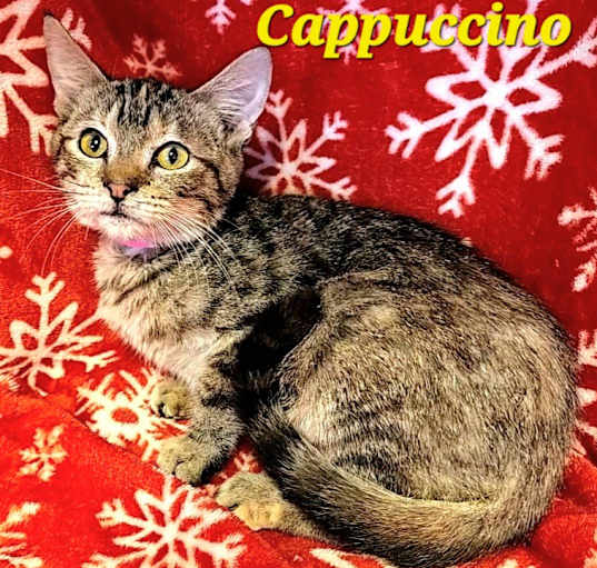 Photo of Cappuccino