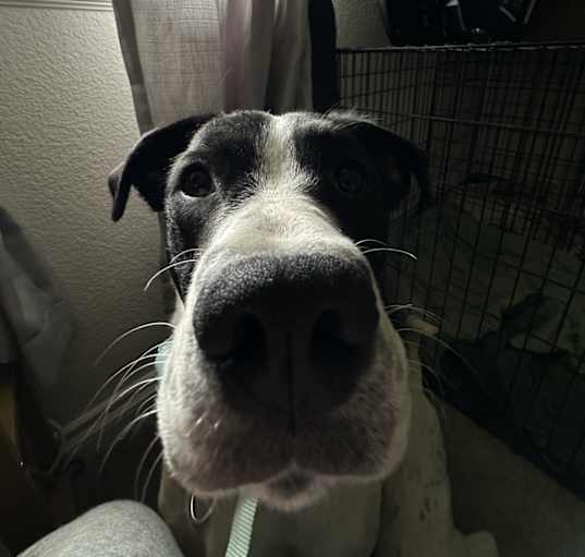 Photo of Bailey