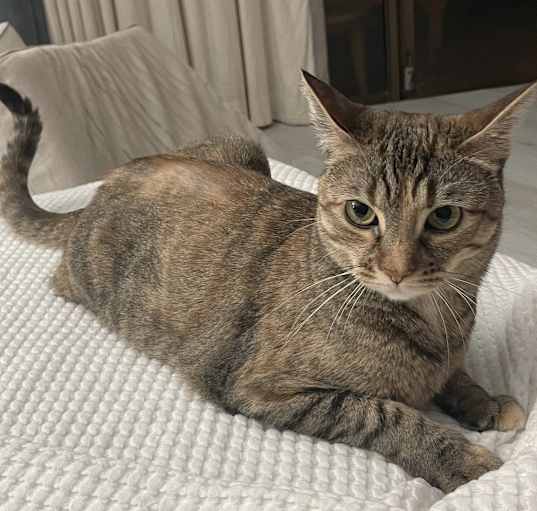 Photo of Hildi