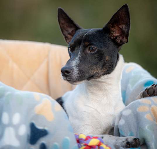 Photo of Dexter