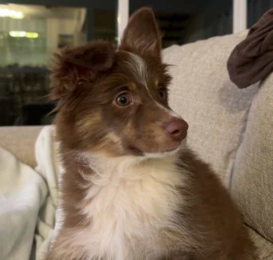 Photo of Brodie