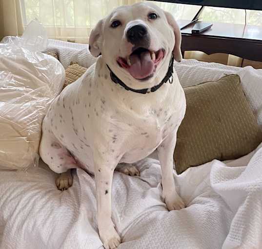 Photo of Spot