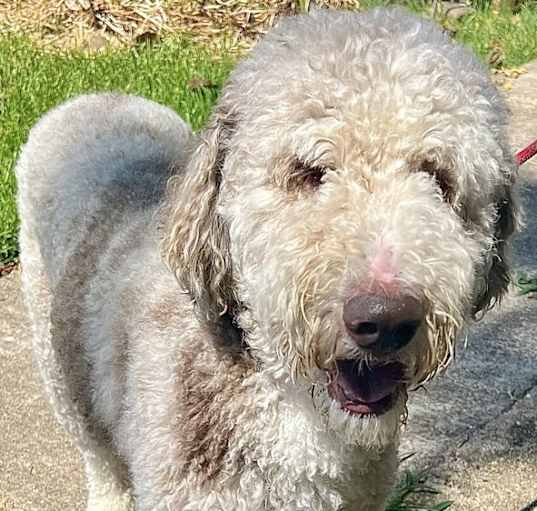Photo of OLIVER