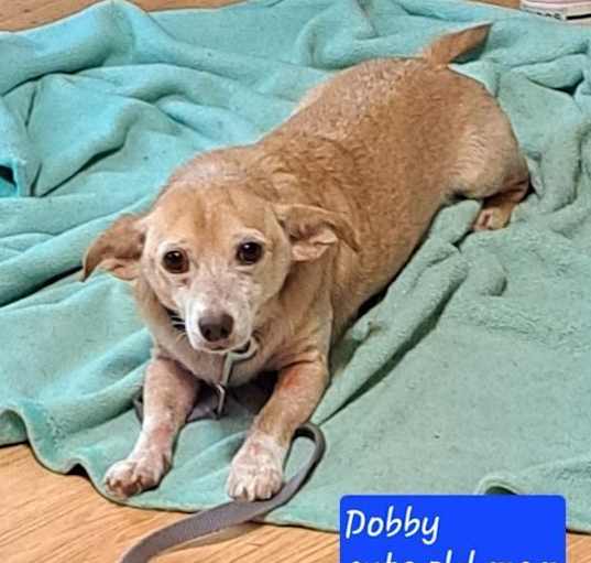 Photo of Dobby