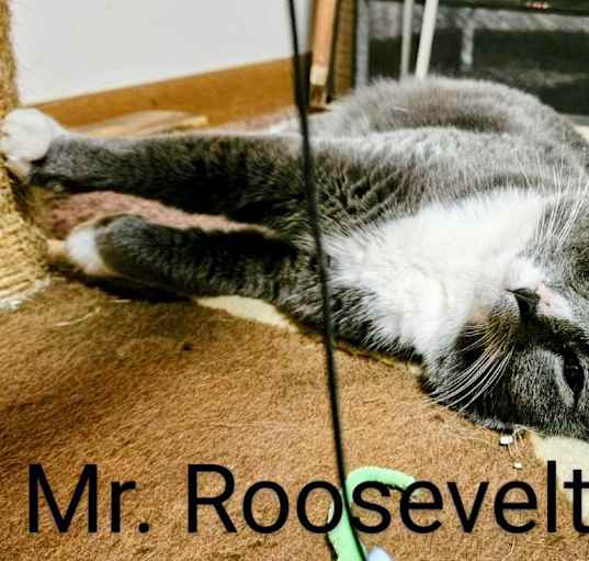 Photo of Mr. Roosevelt