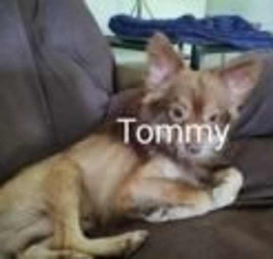 Photo of Tommy