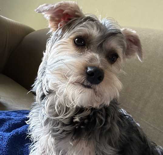 Photo of Cooper