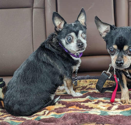 Photo of Apollo & Troy, bonded pair