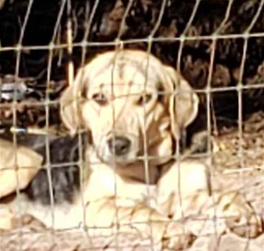 Photo of Puppy Charlie C.