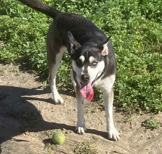 Photo of Mohawk