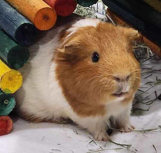 Photo of Denver