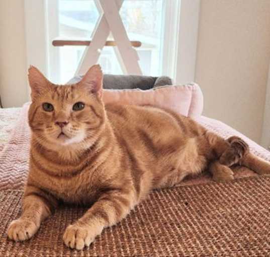 Photo of Bob  FIV+ & Special needs
Sponsored Adoption Fee!