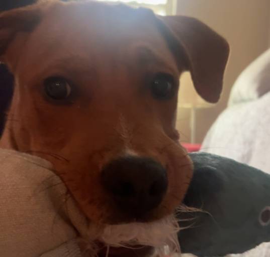 Photo of Woody
