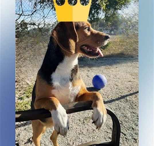 Photo of Huck