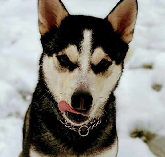 Photo of SILAS (Local) kt