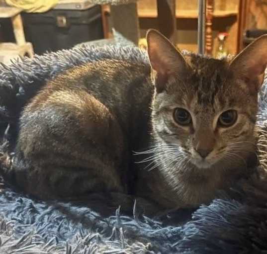 Photo of Nitara