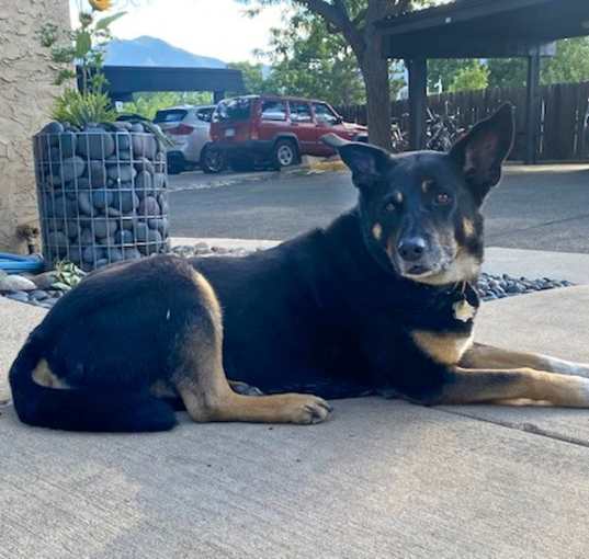 Photo of Ebony - gentle GSD