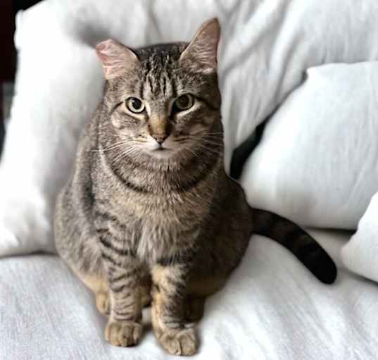 Photo of Dusty FIV + INDOOR ONLY