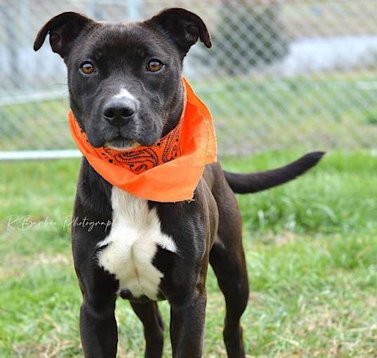 Photo of Henry - Adoptable