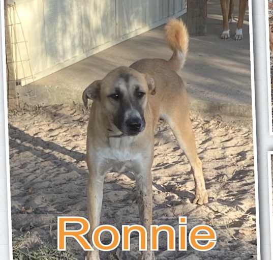Photo of Ronnie
