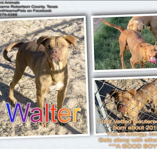 Photo of Walter