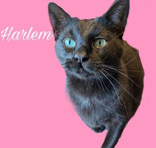 Photo of Harlem