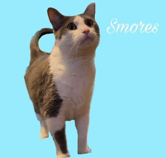 Photo of S'mores