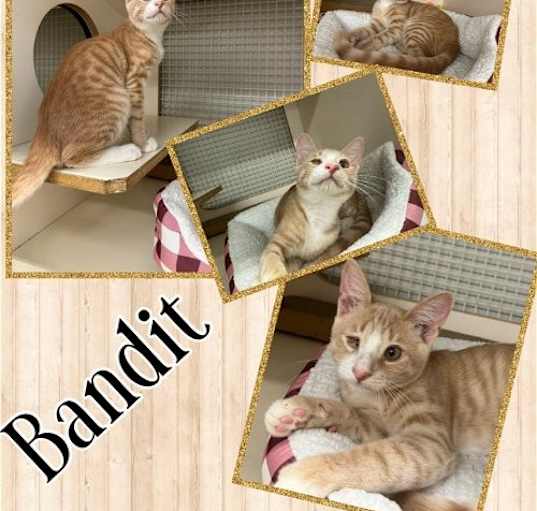 Photo of Bandit