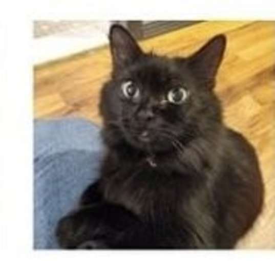 Photo of Luna