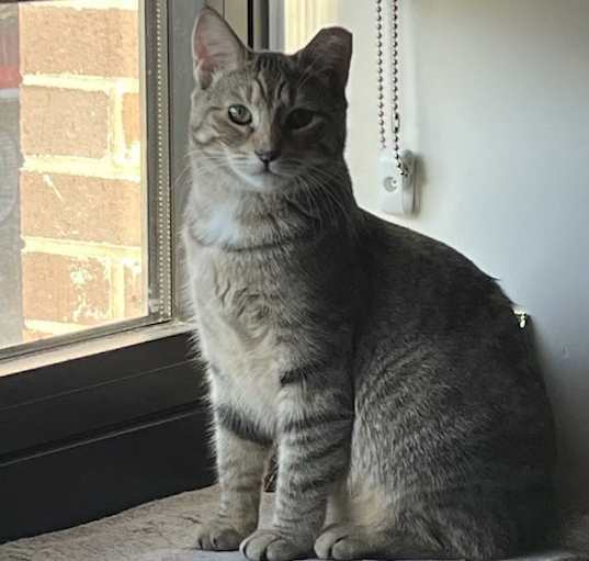 Photo of Hamster bonded Tabby Angie