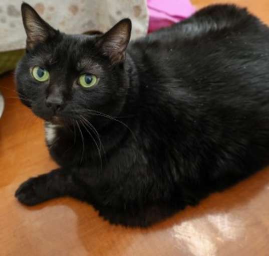 Photo of Muffin