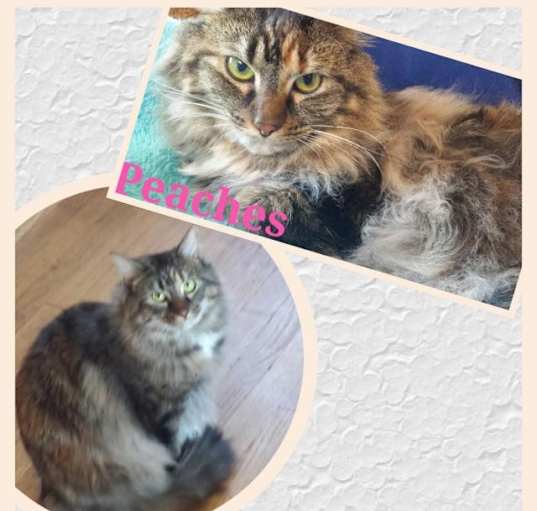 Photo of Peaches (Courtesy Posting)