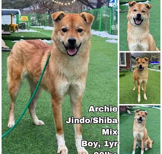 Photo of Archie from Korea