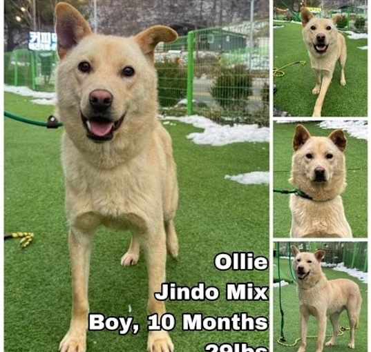 Photo of Ollie from Korea