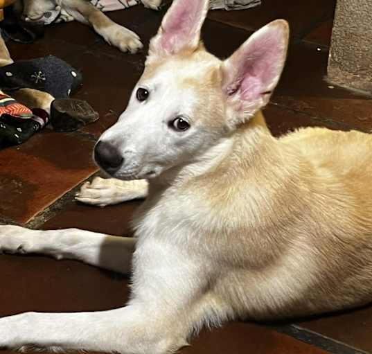 Photo of Bruno